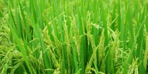 rice field green farm nature