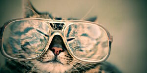 Cat with glasses