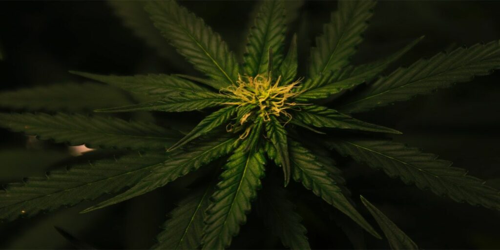 cannabis cannabis leaves cbd