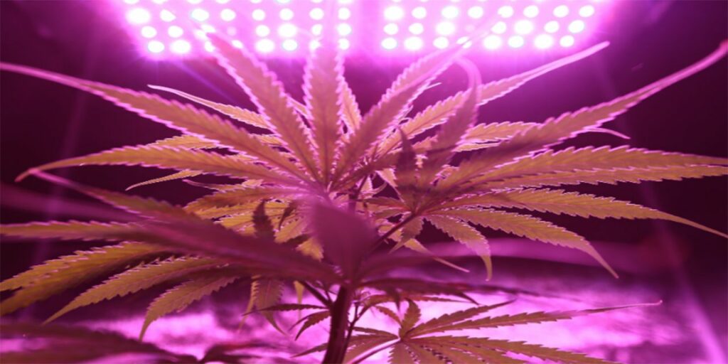 cbd